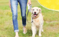 Petsuper Automatické zatahovací vodítko pro psy 5 m (bílé)