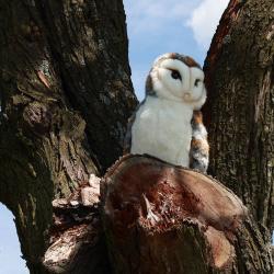 PLYŠ Pták sova pálená 27cm Eco-Friendly (plyšová hračka)