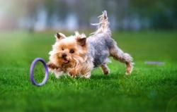 Puller Hračka pro psy Mini Waudog 18 cm