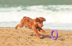 Puller Hračka pro psy Mini Waudog 18 cm