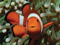 PUZZLE 3D Klaun očkatý 31x23cm 100 dílků skládačka v krabici