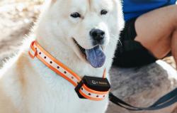 Rojeco Elektrický obojek proti štěkání 1000m PD529 (oranžový)