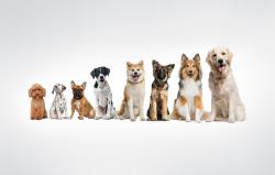 Rojeco Elektrický obojek proti štěkání 1000m PD529 (oranžový)