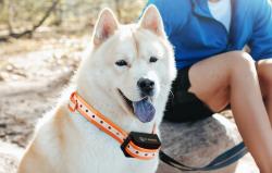 Rojeco PD529 1000m výcvikový obojek pro psy se 2 obojky (černý)