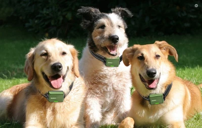 Rojeco DOG800 zelený elektronický výcvikový obojek pro psy, 2 ks v balení