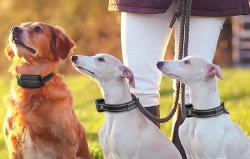 RojecoPD521 1000m výcvikový obojek pro psy se 2 obojky (černý)