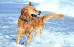 RojecoPD521 1000m výcvikový obojek pro psy se 2 obojky (černý)