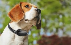 RojecoPD521 1000m výcvikový obojek pro psy se 2 obojky (černý)