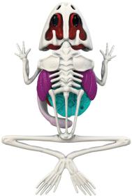 Simba Objevuj Mini laboratoř Pitva zvířátka set se slizem a nástroji 3 druhy