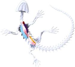 Simba Objevuj Mini laboratoř Pitva zvířátka set se slizem a nástroji 3 druhy