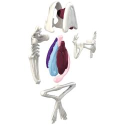 Simba Objevuj Mini laboratoř Pitva zvířátka set se slizem a nástroji 3 druhy