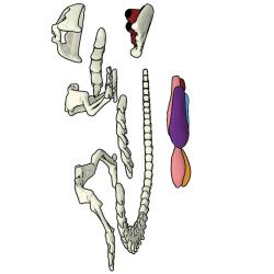 Simba Objevuj Mini laboratoř Pitva zvířátka set se slizem a nástroji 3 druhy