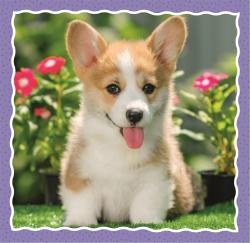 Trefl PUZZLE 3v1 Roztomilá štěňata 20x20cm skládačka 106 dílků