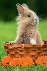 Trefl PUZZLE Mini Zvířátka mláďata 20x13cm 54 dílků skládačka 4 druhy