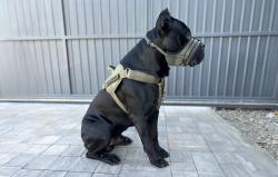 Waudog Síťovaný náhubek pro psy Pro velikost L (khaki)