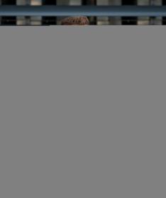 Woox Svetr Fluctus Favis Extent