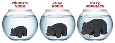 Zvířátko medvěd černý ve vodě líhnoucí se a rostoucí ve vejci