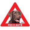 Samolepka pes v autě venkovní LABRADOR HNĚDÝ