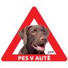 Samolepka pes v autě vnitřní LABRADOR HNĚDÝ