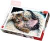 Trefl PUZZLE Foto Veselé kotě 1000 dílků 68x48cm skládačka 110448